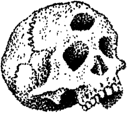 Le dessin d'un crane